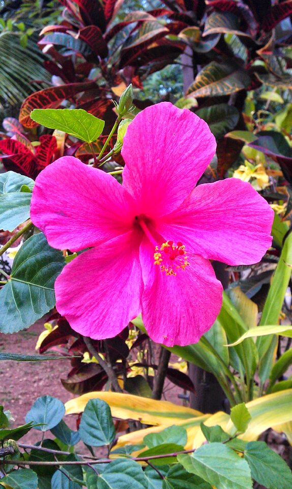 Hibiscus pink flower