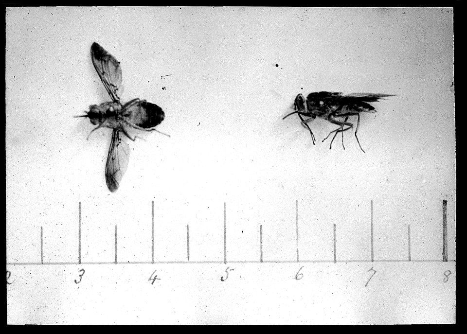 Tsetse fly, Zululand Wellcome L0022651