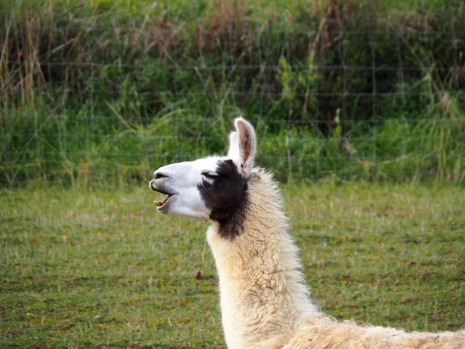 Animal attention lama head