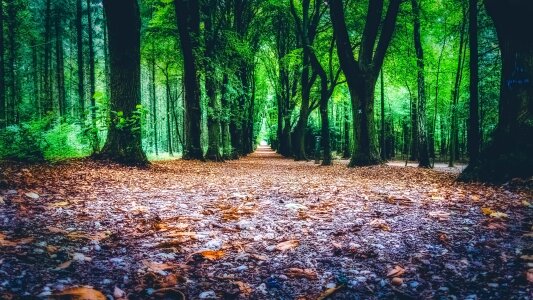 Trail green scenic