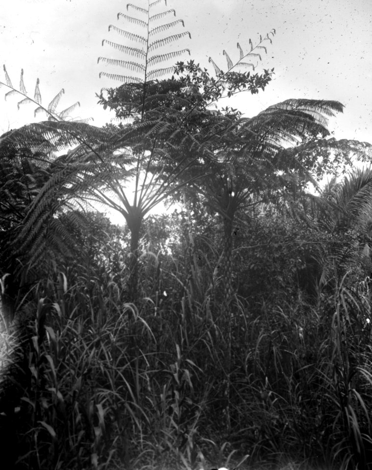 Trädliknande ormbunkar. Pinapoean. Indonesien - SMVK - 022157
