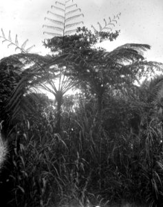 Trädliknande ormbunkar. Pinapoean. Indonesien - SMVK - 022157