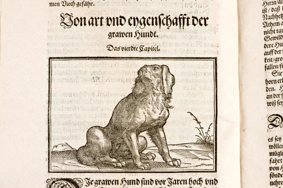 Träsnitt ur bok (New Jägerbuch). Hund. Wr ekon.fol.3 - Skoklosters slott - 87342