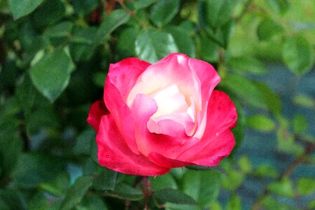 Rose flower rose petals plant photo