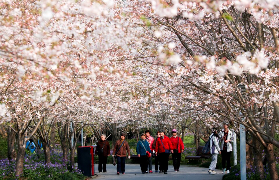 Cherry blossom shanghai spring