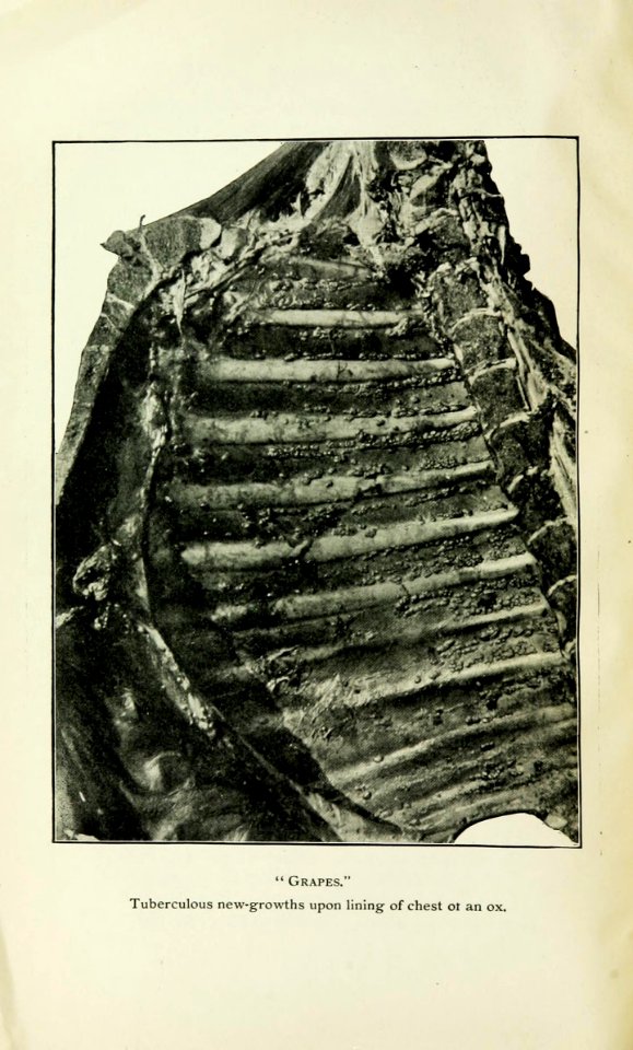 Tuberculous new-growths upon lining of chest of an ox