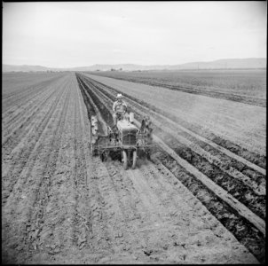 Tule Lake Relocation Center, Newell, California. A tractor disk is used to cover potatoes which had . . . - NARA - 538239 photo