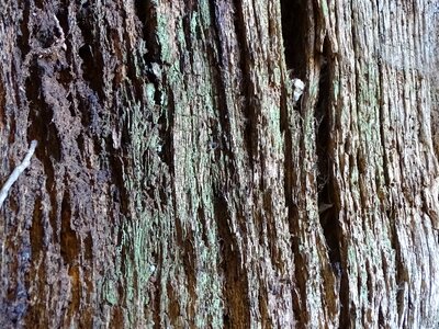 Trunk wood flying