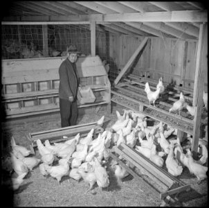 Tule Lake Relocation Center, Newell, California. M. Nakamura, poultry caretaker, and former farmer . . . - NARA - 536748
