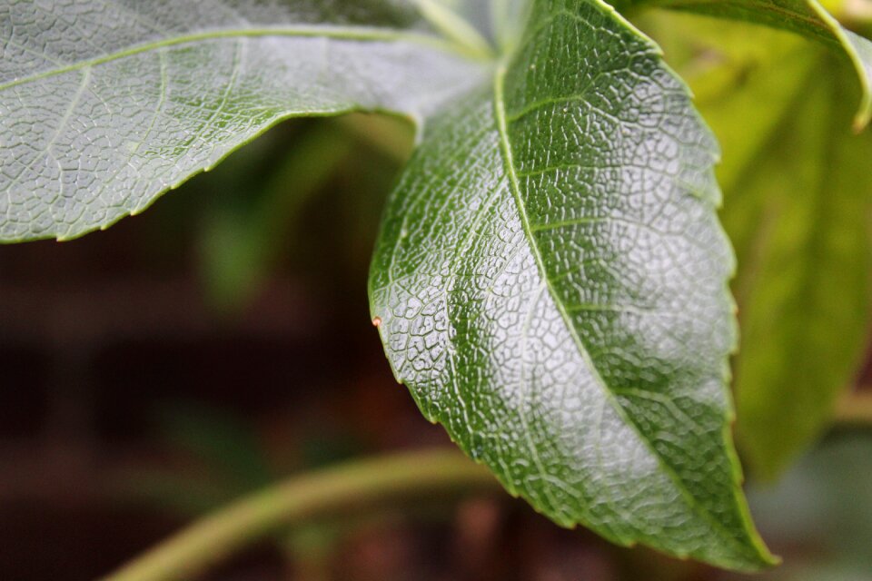 Green leaves environment summer