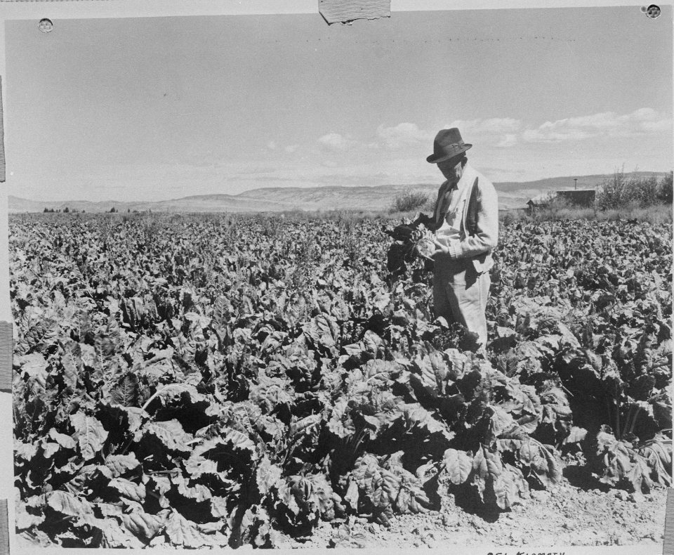 Tule Lake Relocation Center, Tule Lake California. This field of sugar beets is located three miles . . . - NARA - 536219
