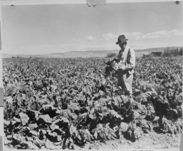 Tule Lake Relocation Center, Tule Lake California. This field of sugar beets is located three miles . . . - NARA - 536219