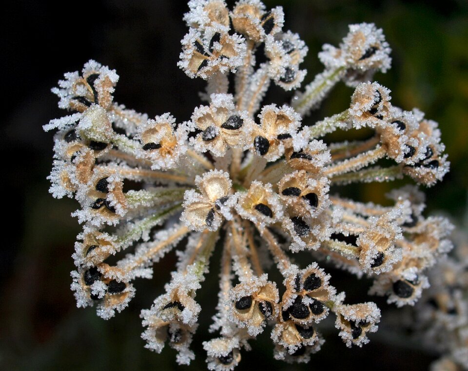 Invertebrate winter decoration