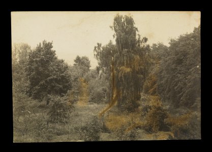 Tuhanavičy, Vieraščaka. Туганавічы, Верашчака (A. Visłocki, 17.07.1923)
