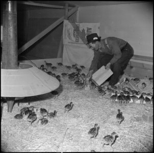 Tule Lake Relocation Center, Newell, California. M. Iseri is shown feeding baby bronze turkeys on t . . . - NARA - 537127