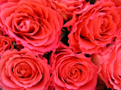 Flower bouquet red love