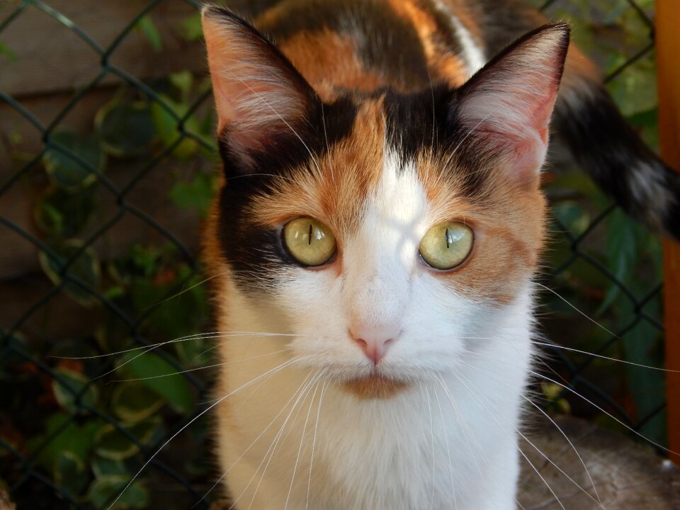 Coat animal cat eyes