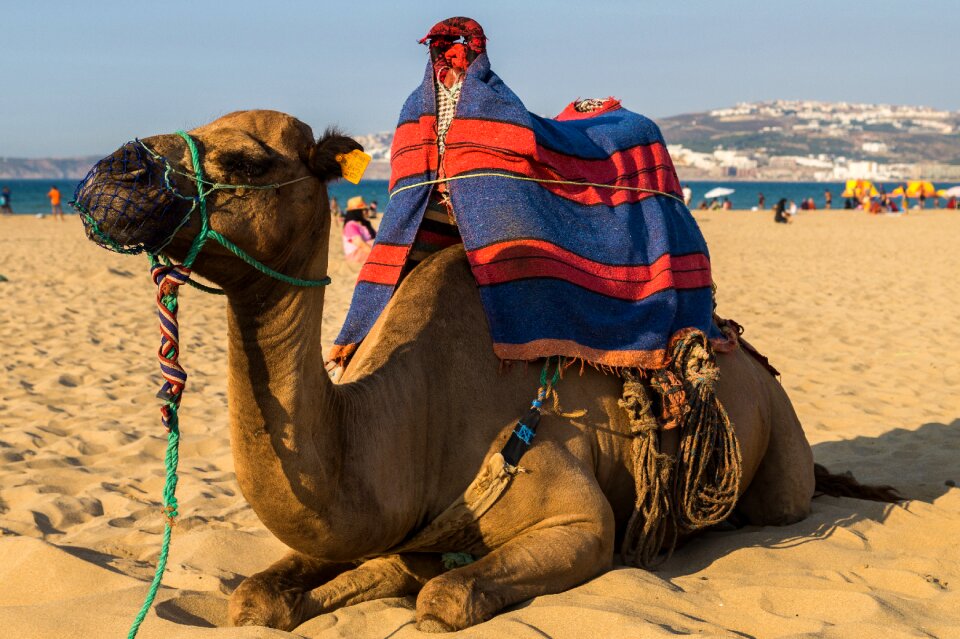 Desert morocco sahara photo