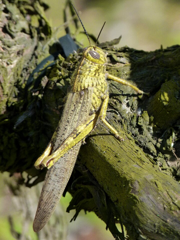 Nature wild life animalia