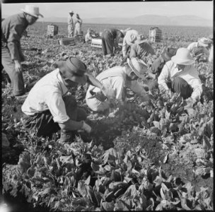 Tule Lake Relocation Center, Newell, California. Harvesting spinach. - NARA - 538316
