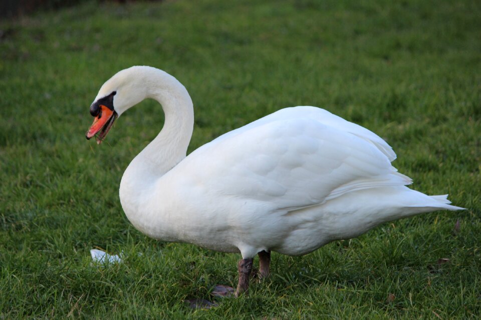 Animal world grass white
