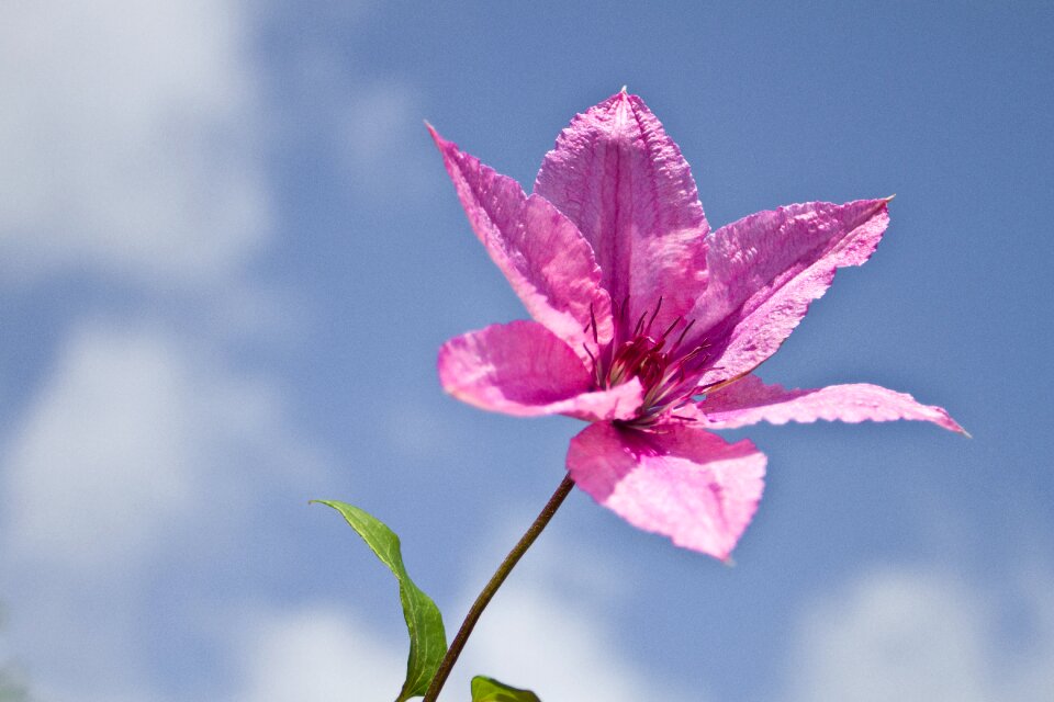 Summer bright petals