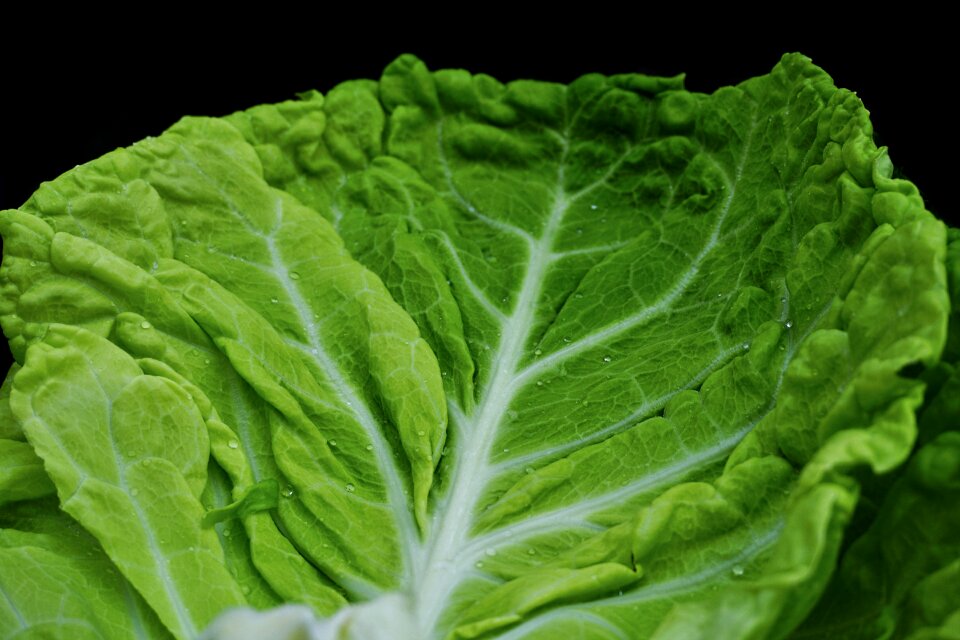 Healthy savoy cabbage eat