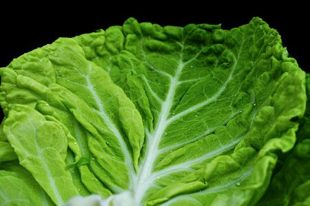 Healthy savoy cabbage eat photo