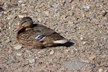 Animal duck plumage photo