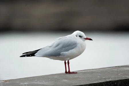 Sea ocean animal photo