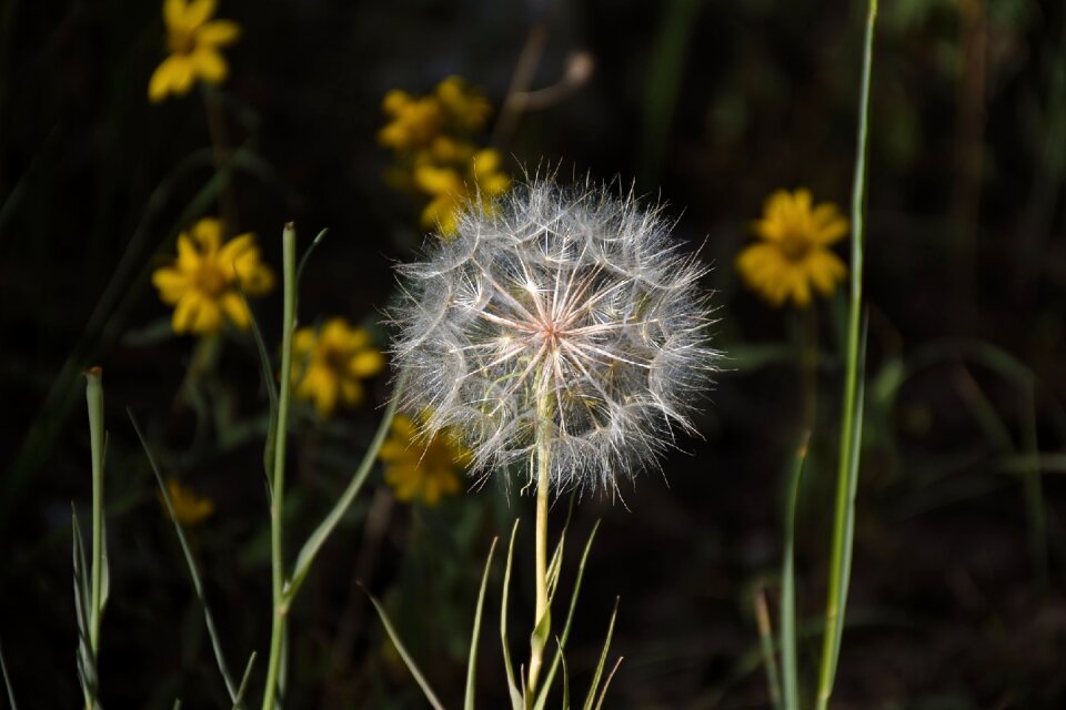 Flora flower grass