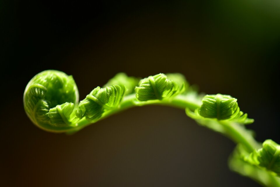 Flora freshness desktop