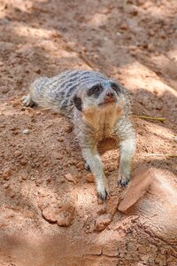 Mammal supervisor zoo photo