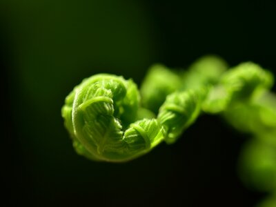 Flora freshness desktop