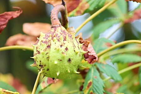 Autumn prickly tree photo