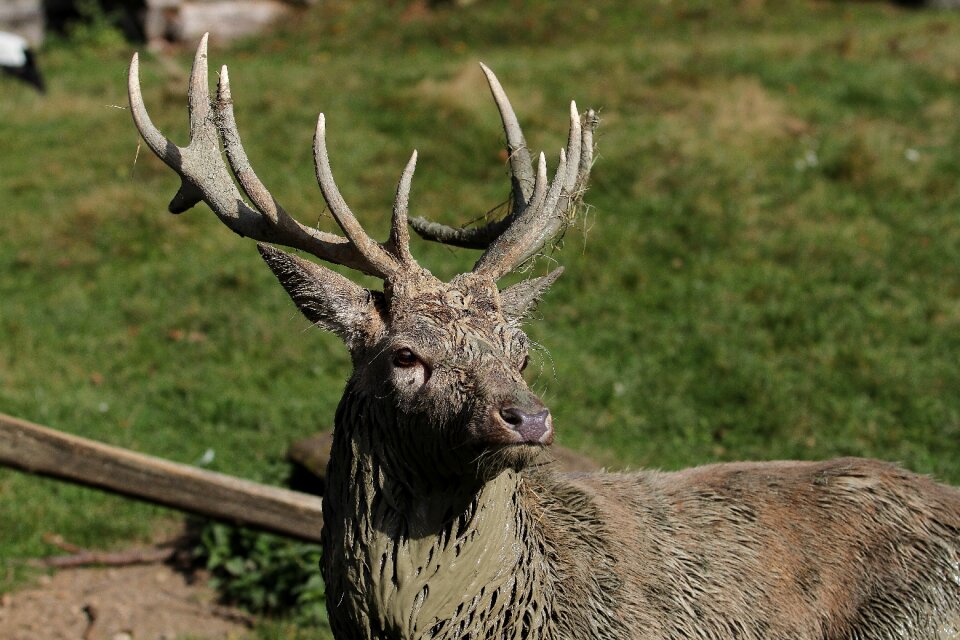 Mammal nature red deer