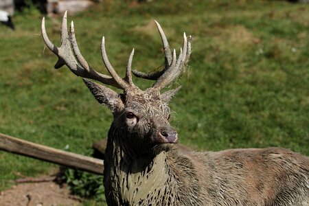 Mammal nature red deer