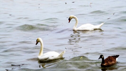 White duck nature