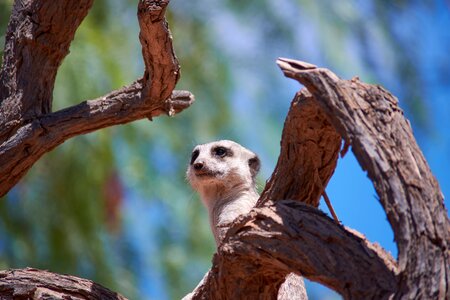 Mammal supervisor zoo photo