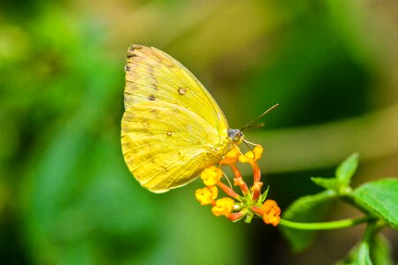Yellow butterfly macro spring photo