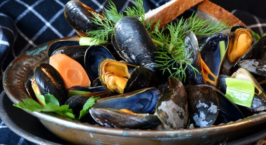 Sea common mussel mytilidae