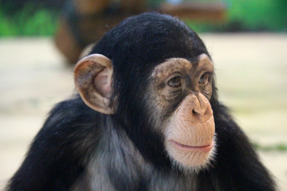 Monkey ape portrait