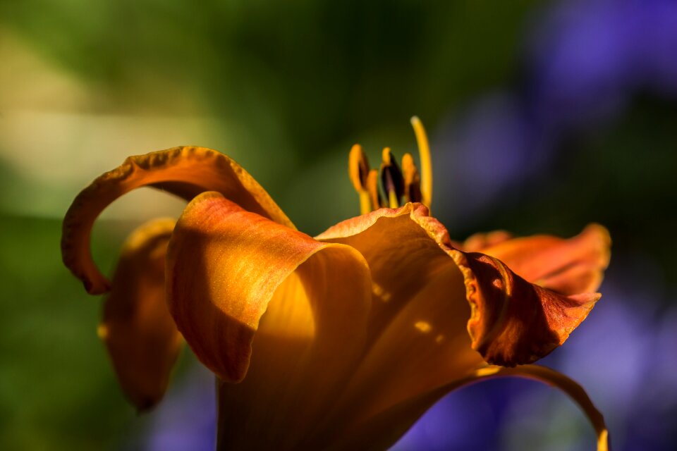 Petal nature summer
