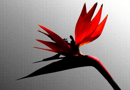 Bird flower bird of paradise flower bird of paradise photo