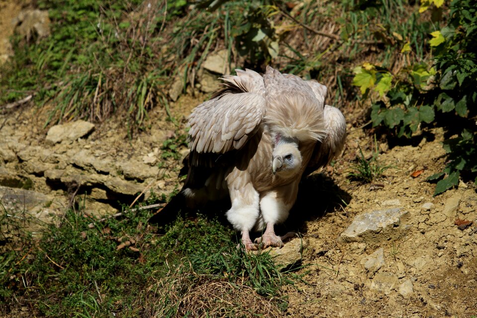 Plumage animal world bill
