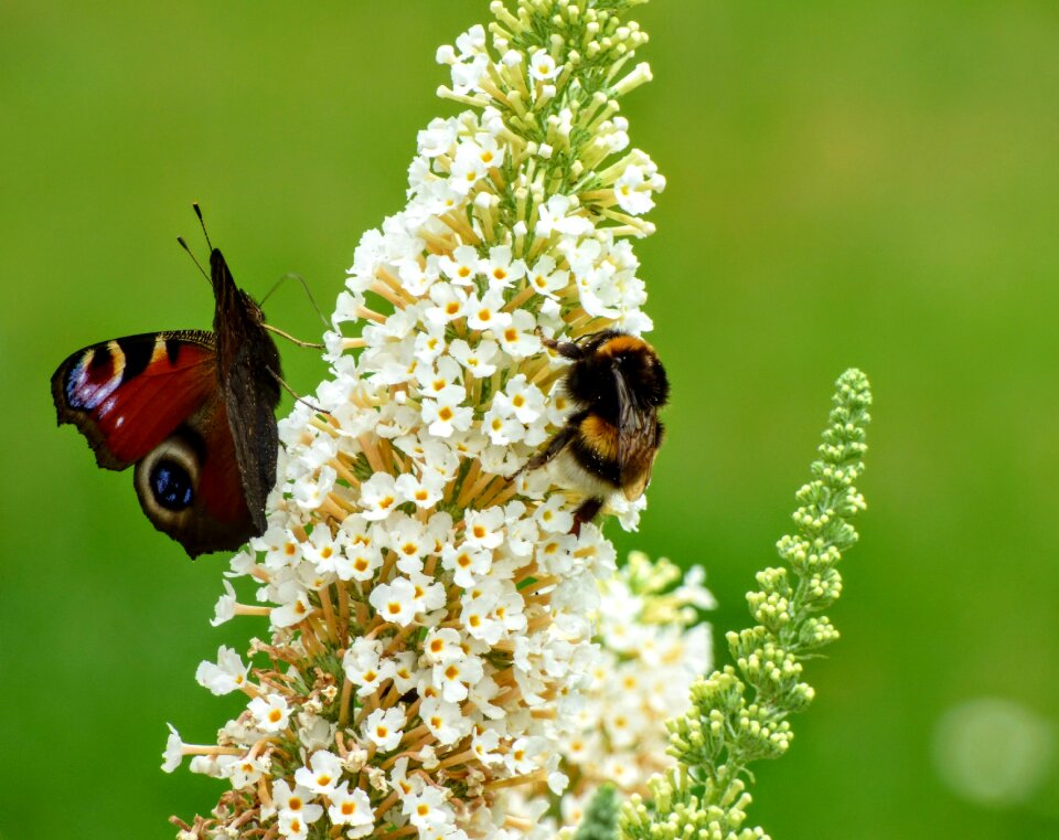 Nature garden summer