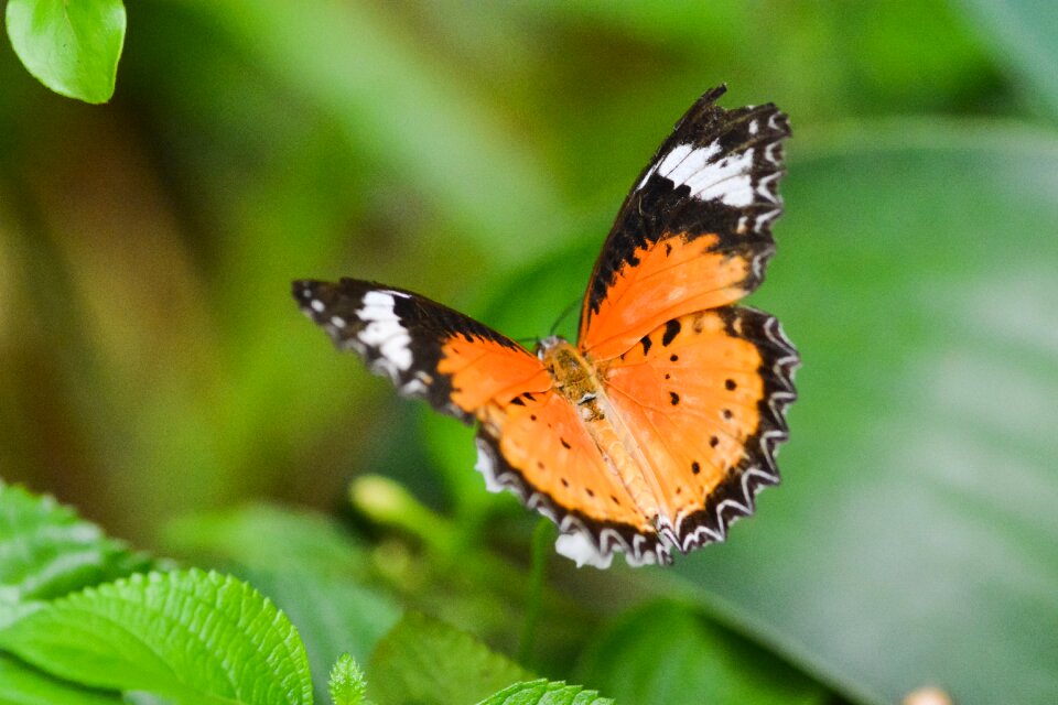 Butterfly macro nature butterfly