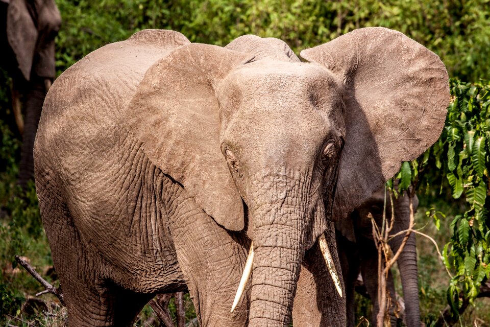 Lake manyara national park wildlife
