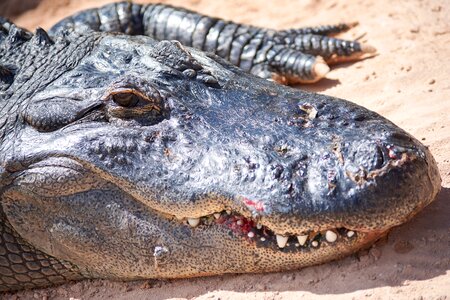 Water predator tooth