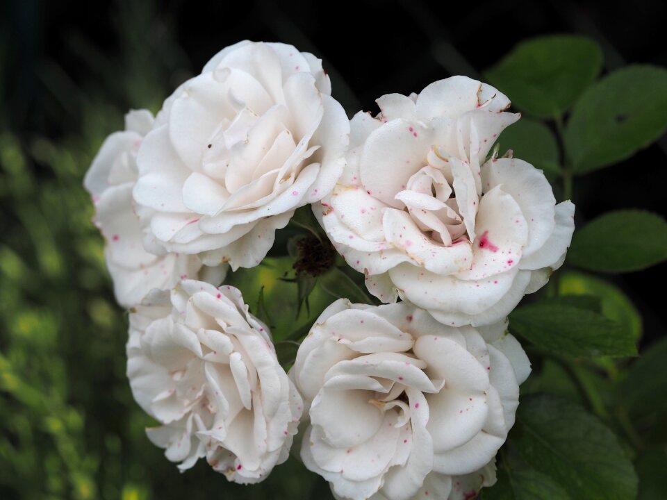 Romantic valentine's day rose bloom